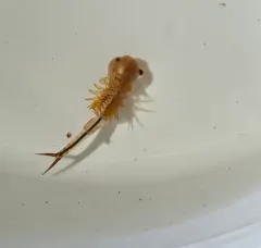 Springtime Fairy Shrimp thumbnail 2