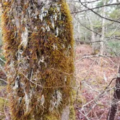 squirrel-tail moss thumbnail 2