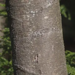 sweet birch thumbnail 2