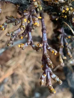 Larch Dwarf-mistletoe thumbnail 2