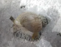 sinuous whelk thumbnail 2