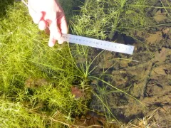 Howell's quillwort thumbnail 1