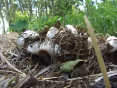 paddy straw mushroom thumbnail 3