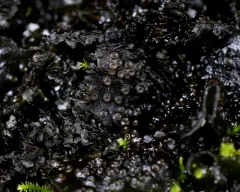 Batwing Vinyl Lichen thumbnail 4