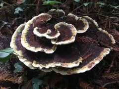 Dyer's Polypore thumbnail 2
