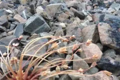 Alaska Rockjasmine thumbnail 4