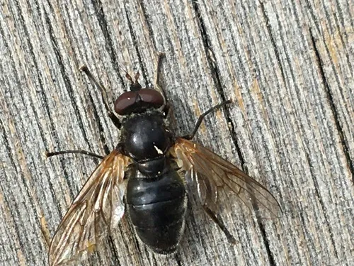 Golden-haired Wood Fly