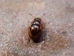 Agathidium maculosum thumbnail 2