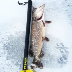 Northern Pike thumbnail 4