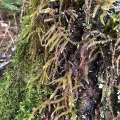 Lanky Moss thumbnail 4