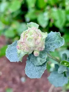 Coyote Brush Bud Gall Midge thumbnail 2