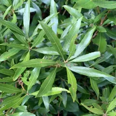 Pacific Wax myrtle thumbnail 3