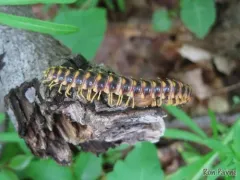 Rudiloria trimaculata thumbnail 4