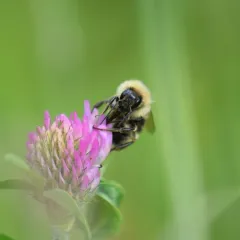 California Bumble Bee thumbnail 3
