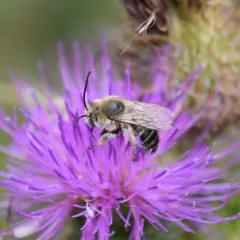 Western Thistle Longhorn Bee thumbnail 3