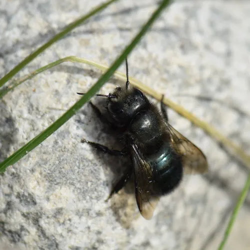 Blue Orchard Bee