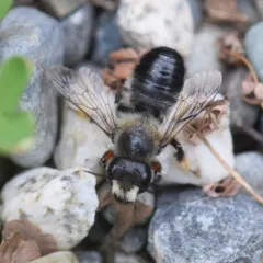 Black-and-gray Leafcutter Bee thumbnail 4