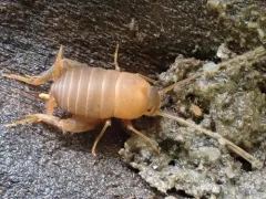 Desert Ant Cricket thumbnail 3