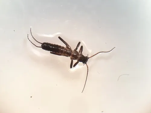 Shortwing Snowfly
