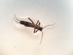 Shortwing Snowfly thumbnail 1