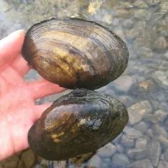 Mucket thumbnail 2