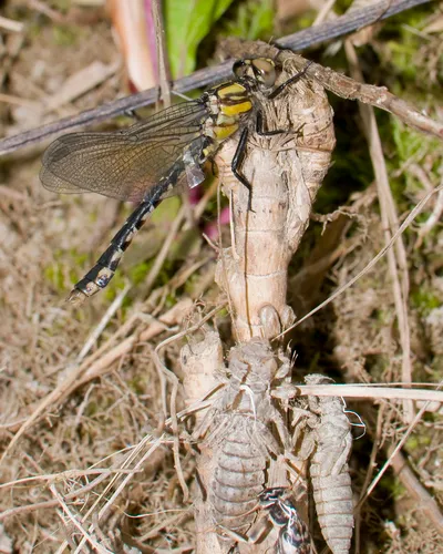 Pygmy Snaketail