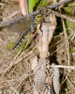 Pygmy Snaketail thumbnail 1