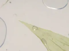 Pleated Foxtail Moss thumbnail 4