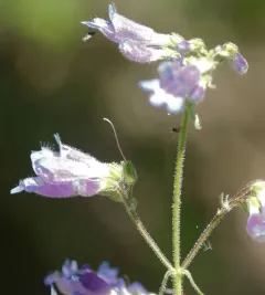 Wilcox's Penstemon thumbnail 2