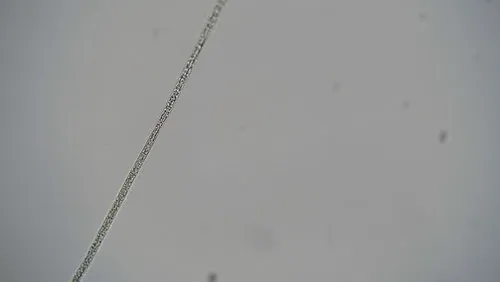 Planktothrix agardhii