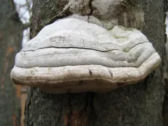 Hoof Fungus thumbnail 2