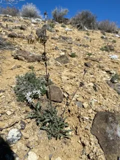 Malheur Penstemon thumbnail 2
