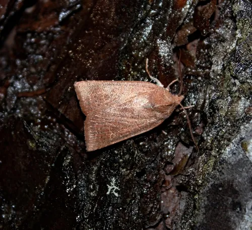 Red-winged sallow