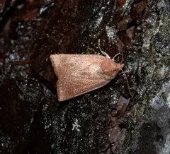 Red-winged sallow thumbnail 1