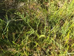 Cook's lomatium thumbnail 2