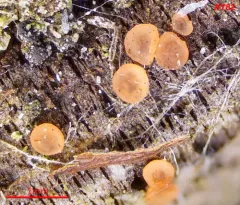 Orbilia eucalypti thumbnail 2