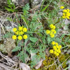 Snake Canyon Desert-Parsley thumbnail 2