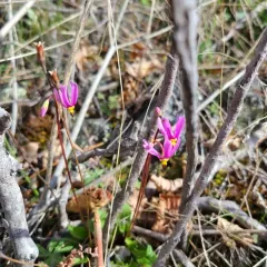 dark-throated shooting star thumbnail 4