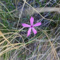 Snake River Phlox thumbnail 4