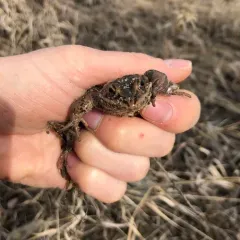 Columbia Spotted Frog thumbnail 4