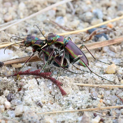 Purple Tiger Beetle
