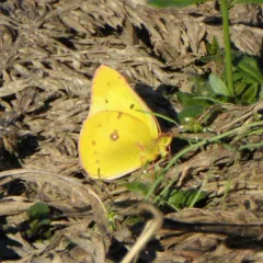 Orange Sulphur thumbnail 3
