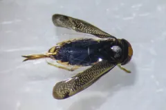 Hesperocorixa minorella thumbnail 3
