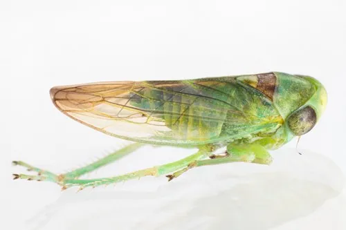 Idiocerus nervatus