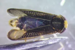 Sigara compressoidea thumbnail 2