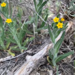 tarweed fiddleneck thumbnail 2