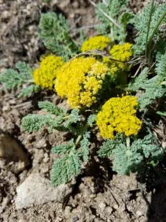 Waxy Springparsley thumbnail 3