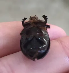 Relict Rhinoceros Beetle thumbnail 2