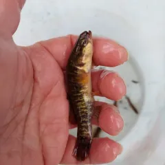 Central Mudminnow thumbnail 3