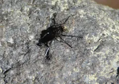 Cyrtopogon princeps thumbnail 2